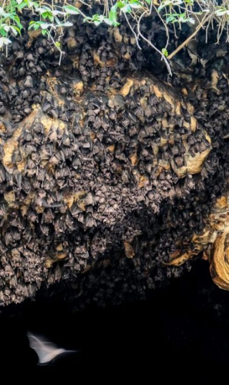 goa-lawah-grotte-chauve-souris-bali-1024x682