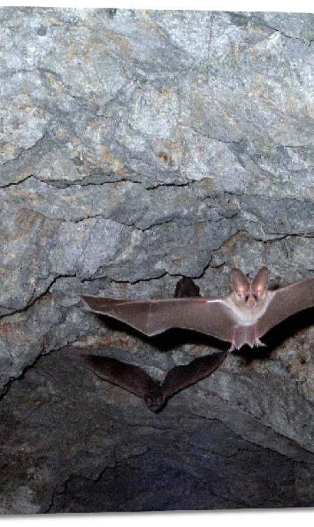 impression-sur-plexiglass-photo-vol-chauve-souris-dans-une-grotte